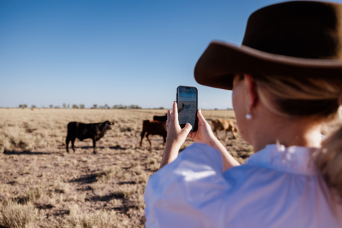 Woman holding phone taking photos of herd of cattle - Australian Stock Image
