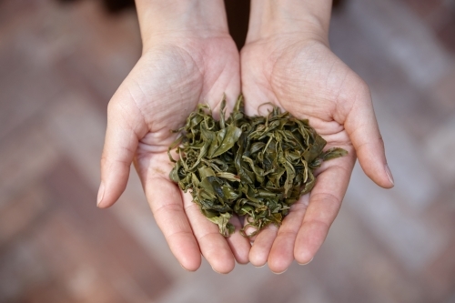 Woman holding wet tea leaves in hands - Australian Stock Image