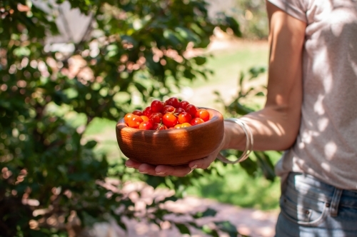 Woman holding wooden bowl full of home-grown tomatoes