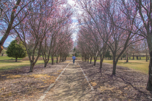 Woman in blue shirt walking under an avenue of blossom trees - Australian Stock Image