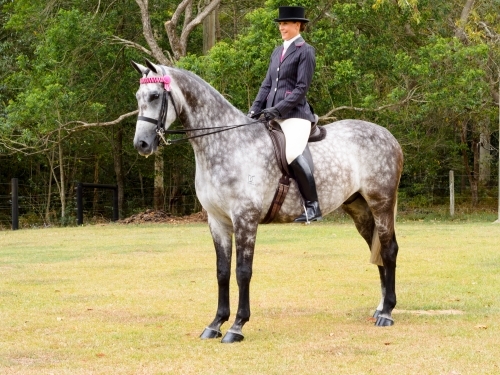 Woman in riding habit on dappled grey horse - Australian Stock Image