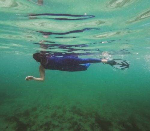 Woman in summer wetsuit snorkelling and floating in ocean - Australian Stock Image