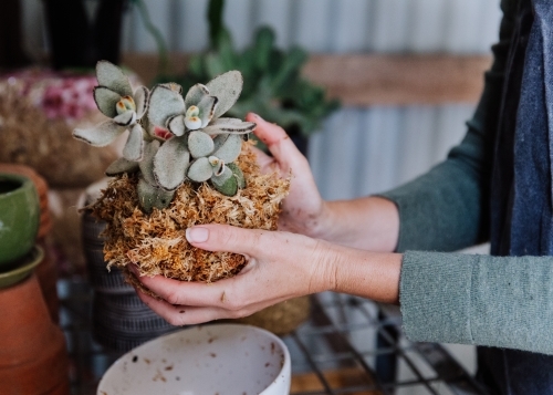 Woman Kokedama Planting - Australian Stock Image