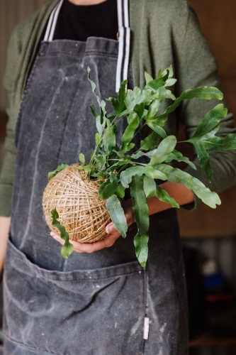 Woman Kokedama Planting - Australian Stock Image