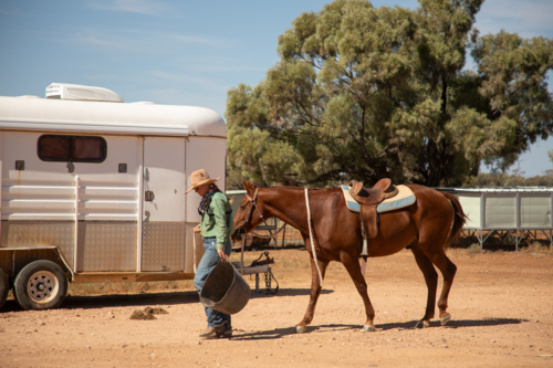Woman leading her stockhorse at the end of the muster - Australian Stock Image