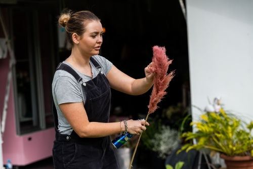 Woman preparing dark pink feathery pampas grass for display - Australian Stock Image