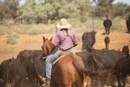 Woman riding a stockhorse along behind Angus cattle - Australian Stock Image