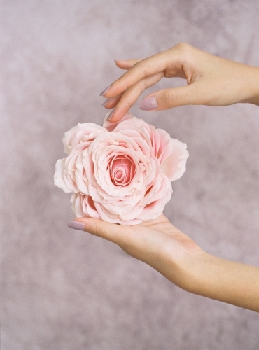 Woman's hands holding a large, beautiful pink bloom - Australian Stock Image