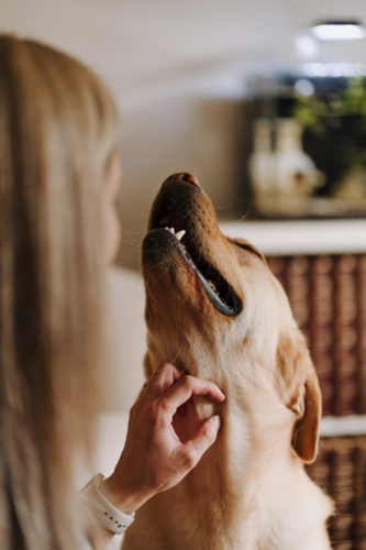 Woman scratching under dog's neck at home - Australian Stock Image