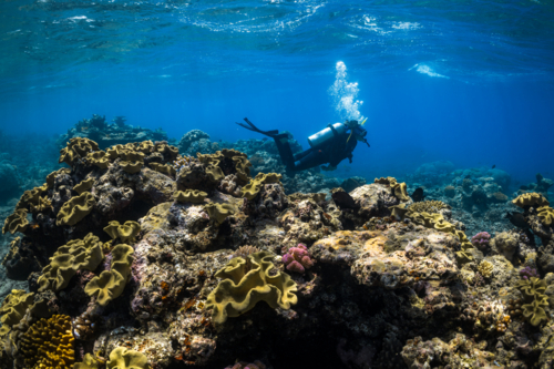 Woman scuba diving on the Great Barrier Reef - Australian Stock Image
