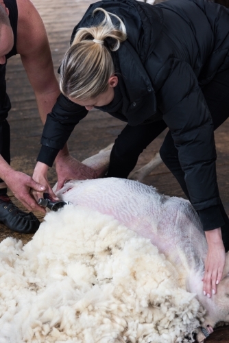 Woman shearing a sheep - Australian Stock Image