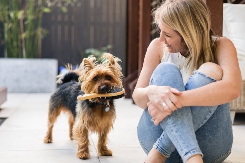 woman sitting with her dog who is holding a dog grooming brush in his mouth - Australian Stock Image