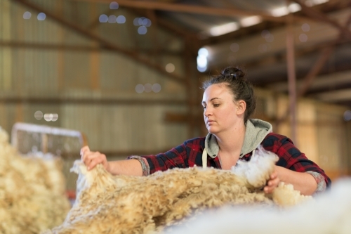 Woman skirting a fleece of wool in shearing shed - Australian Stock Image