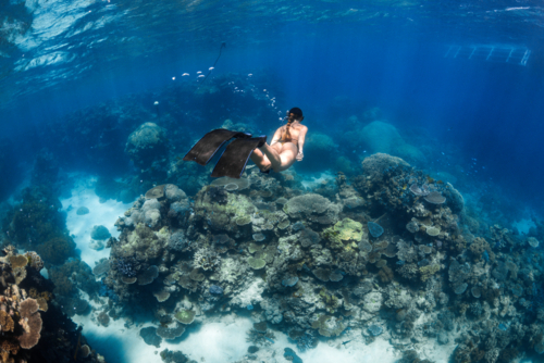 Woman snorkeling on the Great Barrier Reef - Australian Stock Image