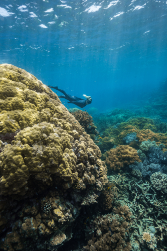 Woman snorkeling on the Great Barrier Reef - Australian Stock Image
