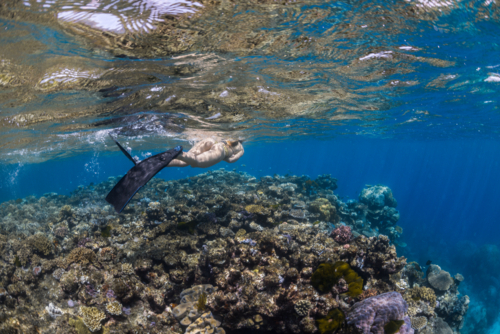Woman snorkeling over a coral reef on the Great Barrier Reef - Australian Stock Image