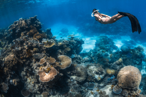 Woman snorkelling a coral reef on the Great Barrier Reef - Australian Stock Image