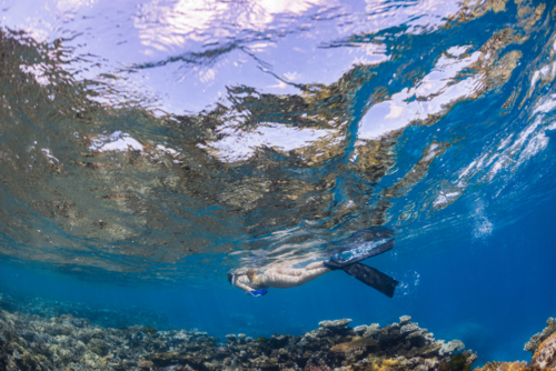 Woman snorkelling over a coral reef on the Great Barrier Reef - Australian Stock Image