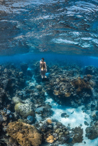Woman snorkelling over a coral reef on the Great Barrier Reef - Australian Stock Image