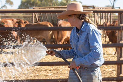 Woman spraying water by cattle yards - Australian Stock Image
