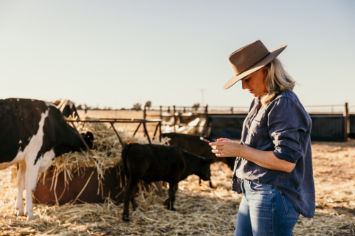 Woman standing near the cattle looking at her phone - Australian Stock Image