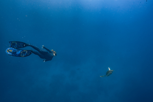 Woman swimming with a turtle underwater on the Great Barrier Reef - Australian Stock Image