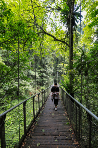 Woman walking across bridge spanning small waterfall in Dorrigo National Park in New South Wales - Australian Stock Image