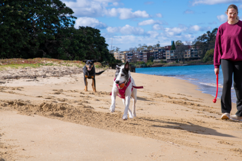woman walking dogs on the beach - Australian Stock Image