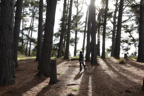 Woman walking her dog through a forest of trees with long shadows