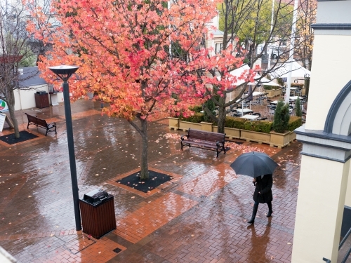 Woman with an umbrella walking on wet pavement near an autumn tree - Australian Stock Image