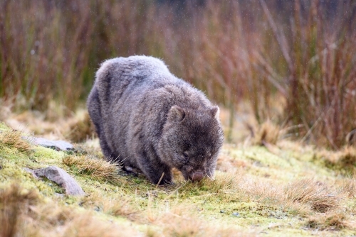Wombat in Cradle Mountain eating frosty green grass