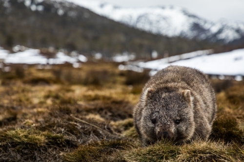 Wombat in the snow - Australian Stock Image
