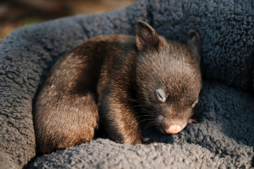 wombat joey resting on a soft grey cushion at animal sanctuary - Australian Stock Image