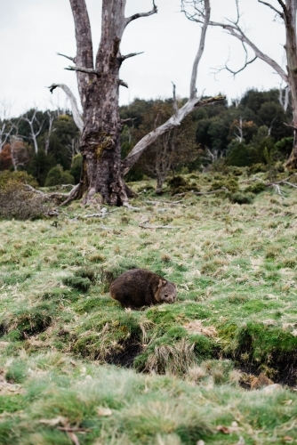 Wombat on a grassy hillside with trees in background