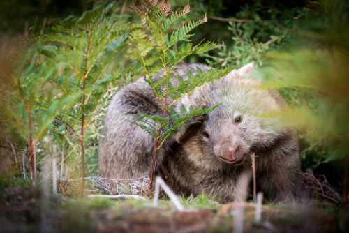 Wombat resting in the undergrowth - Australian Stock Image