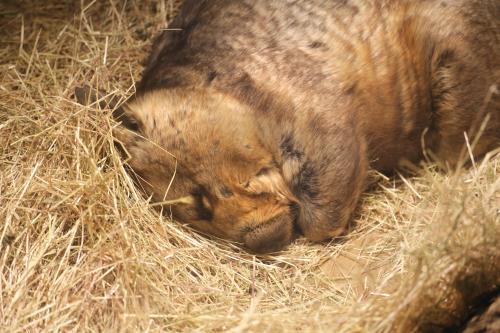 Wombat sleeping in hay at the zoo
