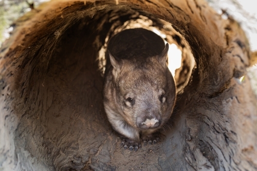 Wombat walking through log - Australian Stock Image