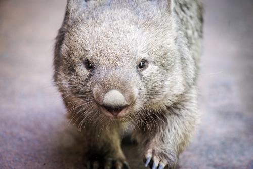 Wombat with sharp walking on concrete floor - Australian Stock Image