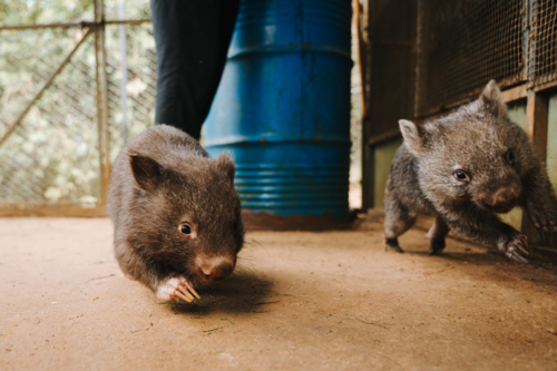 Wombats walking on the ground in an enclosure in wildlife shelter - Australian Stock Image