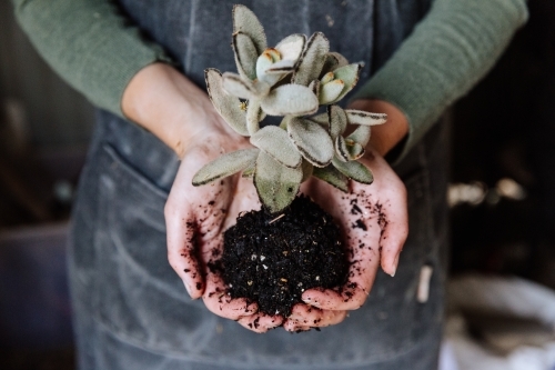 Women's hands holding plant - Australian Stock Image