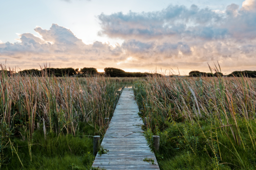Wooden Boardwalk Path Through a Tranquil Reed Marsh in the early morning - Australian Stock Image