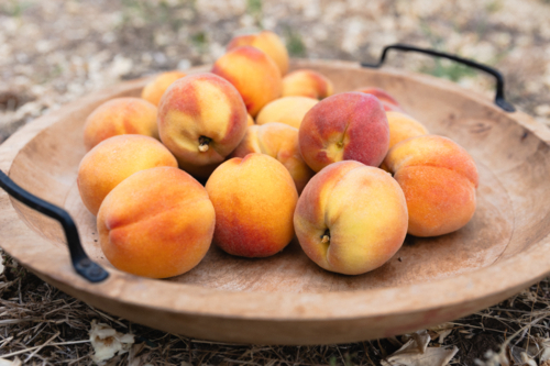 Wooden bowl in Garden with home grown freshly picked ripe peaches - Australian Stock Image