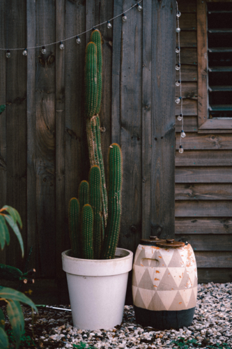 Wooden fence and shed with cactus and pots - Australian Stock Image