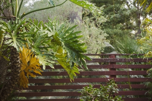 Wooden fence in tropical garden - Australian Stock Image