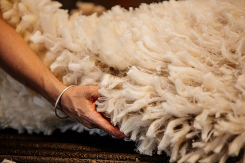 Wool classer holds a merino wool fleece - Australian Stock Image