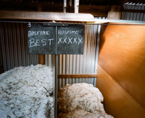 Wool classing detail in a shearing shed - Australian Stock Image