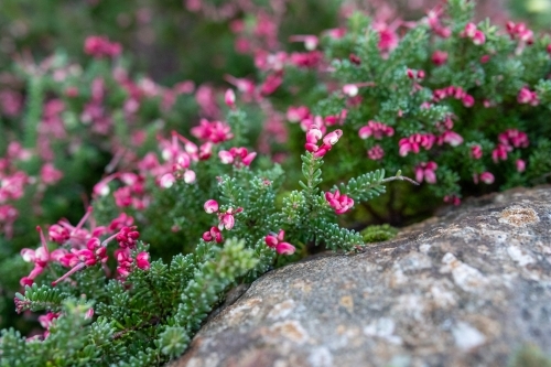 Woolly grevillea plant growing across rock - Australian Stock Image