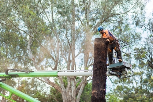 Worker felling a tree in rural residential garden from a cherry picker - Australian Stock Image