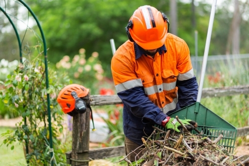 Worker finishing up job cleaning sticks off the lawn after felling a tree - Australian Stock Image