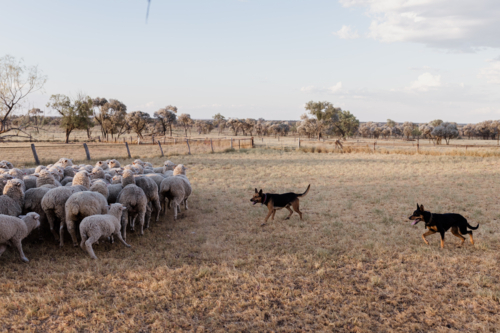 Working dog chasing sheep gathering them in a pen at sunset. - Australian Stock Image